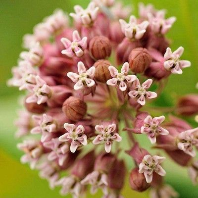 มิลค์หวีด สีแดง (Blood-flower Milkweed) / ซอง 20 เม็ด (A301)