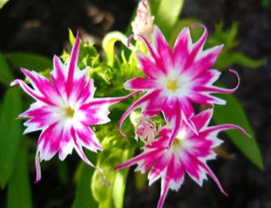 ฟลอกซ์ดาว (Phlox Twinkle Star) คละ / 600 เม็ด (UK)