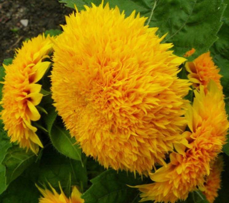 ทานตะวันเท็ดดี้แบร์ (Teddy Bear sunflower) / ซอง 20 เม็ด (A023)