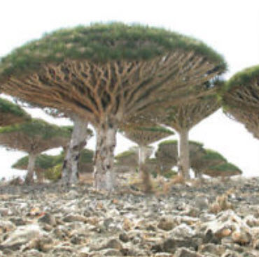 ต้นเลือดมังกร (Dragon blood tree) / 10 เม็ด (นอก)