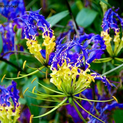 หัวต้นดองดึง (Flame lily / Climbing lily) คละ / หัว