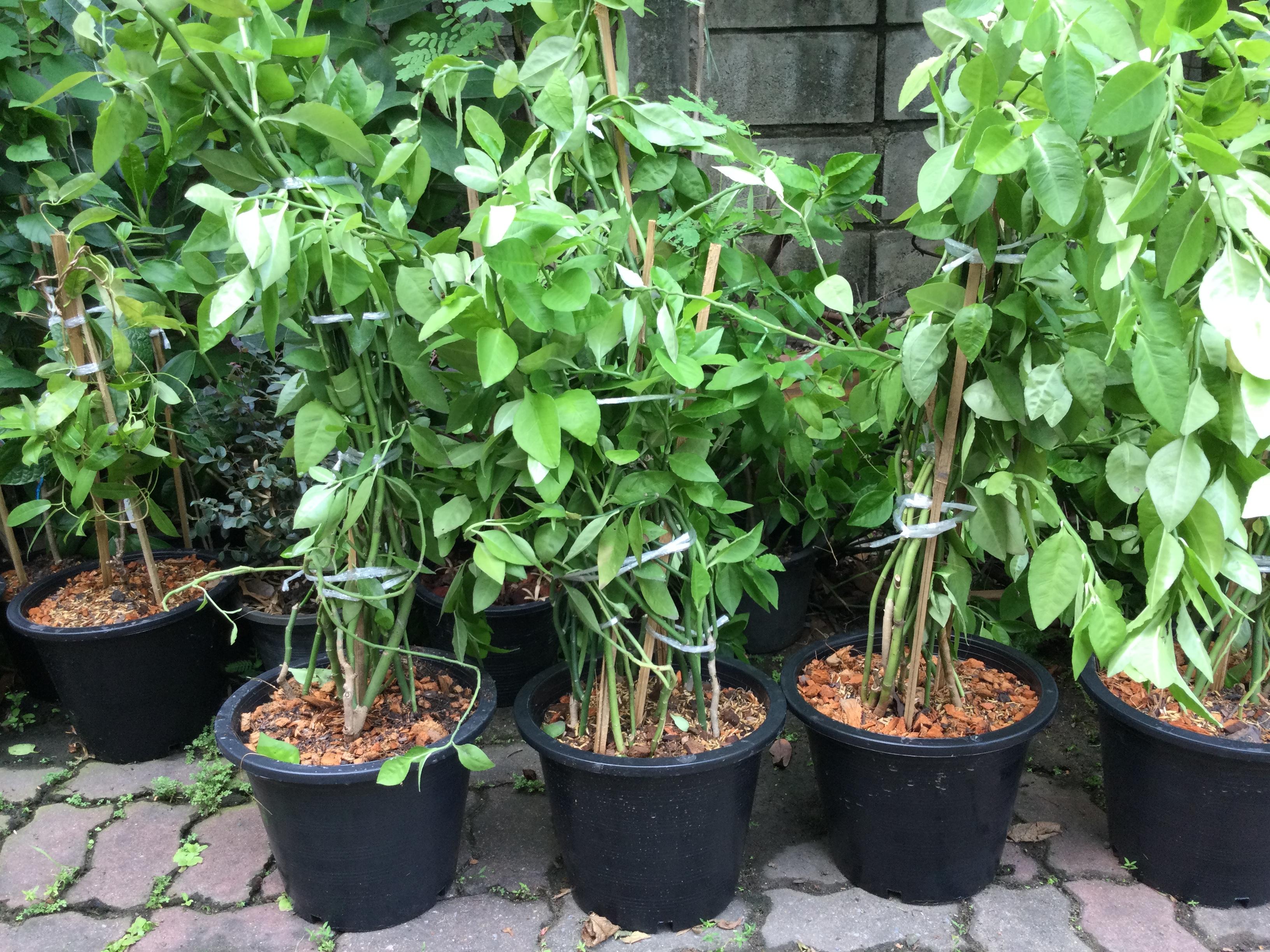 ต้นแสยก (สะ-แหยก) กอใหญ่ สูง 100-120 ซ.ม. / กระถาง