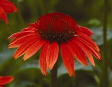 เอ็กไคนาเซีย (Echinacea - Red Ruby) / 250 เม็ด