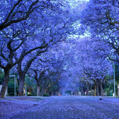 ศรีตรัง (Jacaranda) น้ำเงิน / 10 เม็ด (นอก)