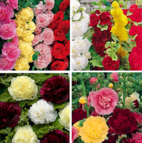 ฮอลลี่ฮ็อค คละสี (Hollyhock) / 100 เม็ด