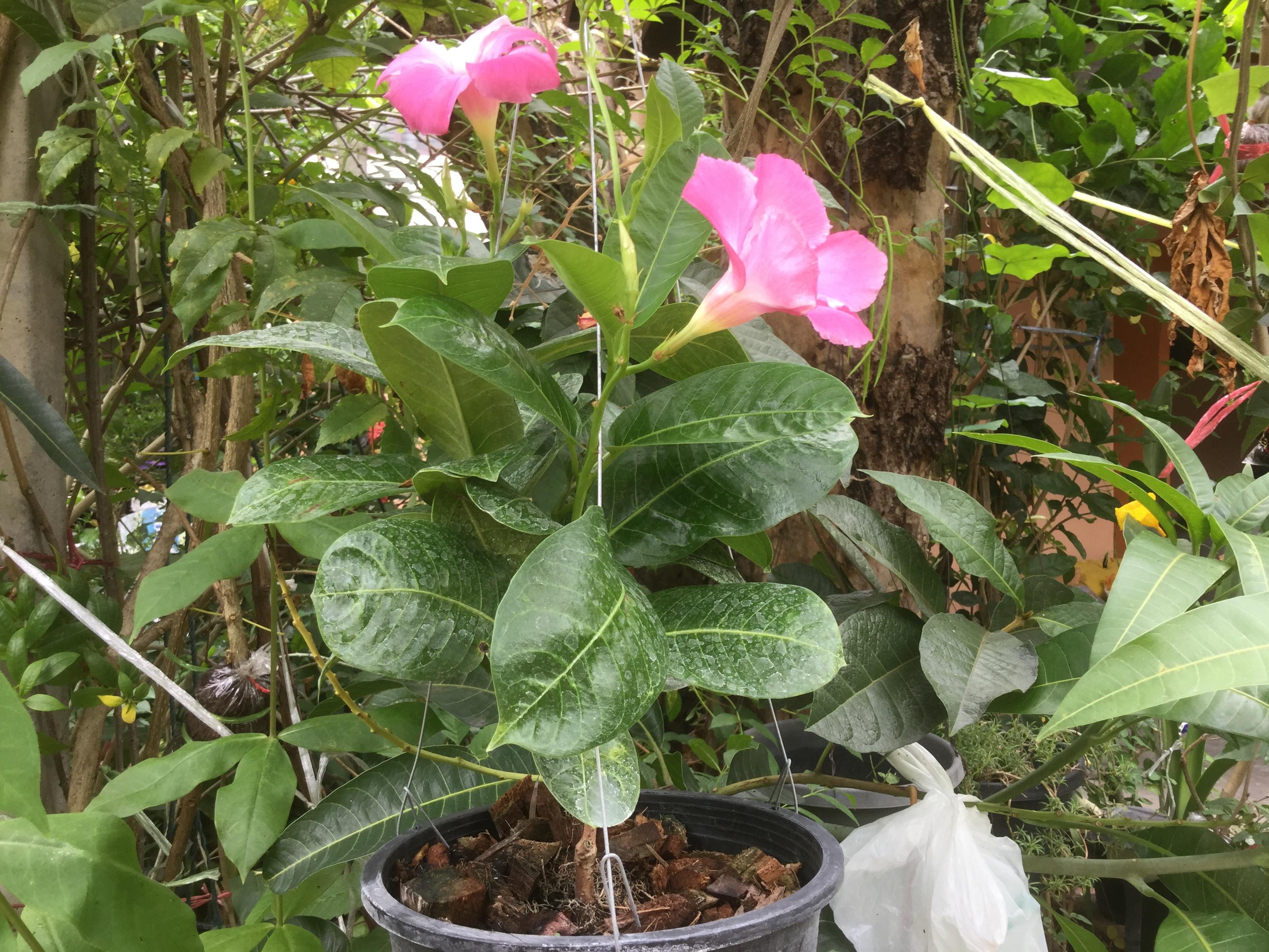 ต้นอมรเบิกฟ้า (Rose Dipladenia) สีชมพู / ต้น