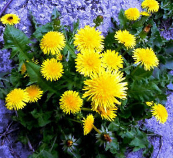 แดนดิไลออน (Dandelion) / 1,000 เม็ด (UK)