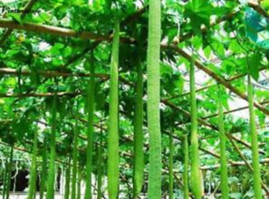 บวบยักษ์ (Giant Loofah) / 5 เม็ด (นอก)