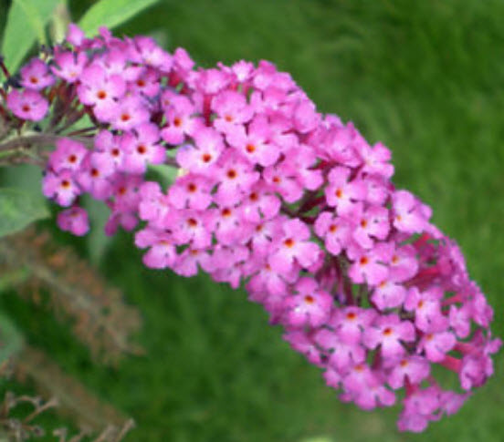 ราชาวดี (Buddleja) คละ / 100 เม็ด (นอก)