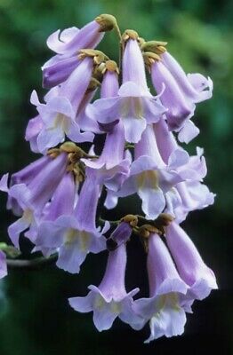 เพาโลเนีย หรือพอโลเนีย (Paulownia tomentosa) / 500 เม็ด (Spain) *