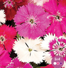 ผีเสื้อ (Dianthus) คละ / ซอง 10 เม็ด (Netherland)
