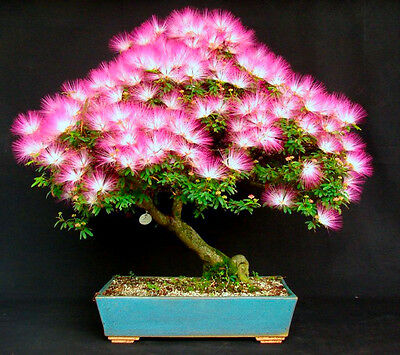 บอนไซ Persian silk tree / 25 เม็ด (นอก)
