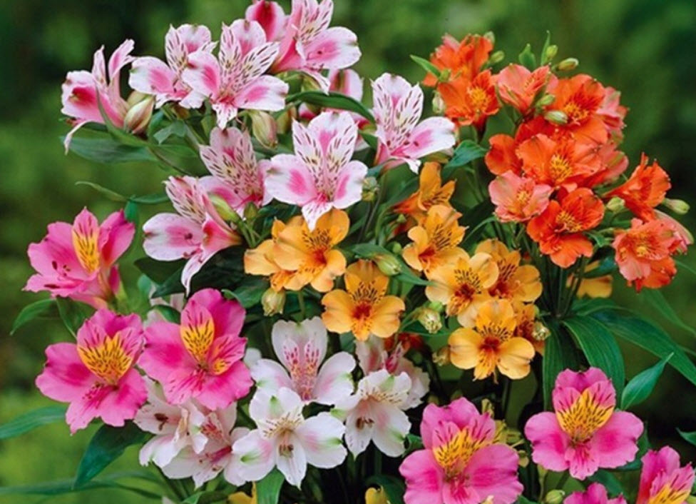 อัลสโตรมีเรีย (Alstroemeria) คละ / 200 เม็ด
