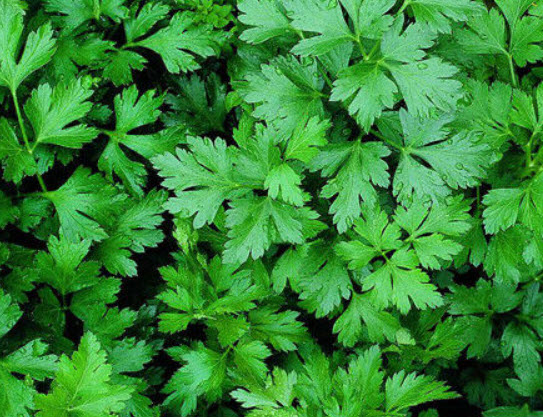 พาร์สลี่ย์ (Parsley Flat) / 1,000 เม็ด (Hungary)