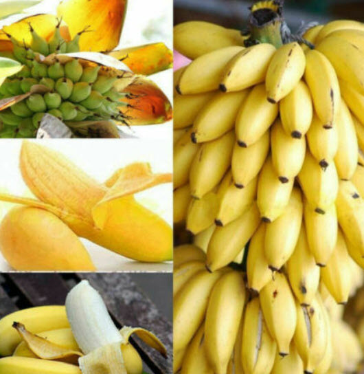 กล้วยต้นเตี้ย/กล้วยแคระ (Dwarf Banana Tree) / 50 เม็ด (China)*