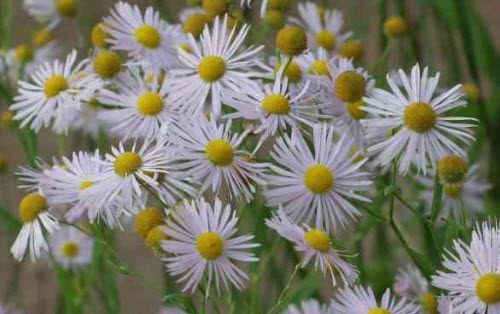 คัตเตอร์ สีขาว (White Cutter Aster) / 100 เม็ด (USA)