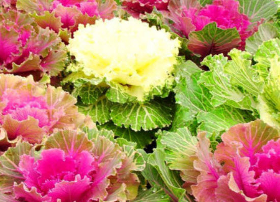 กะหล่ำประดับ (Ornamental Cabbage) คละ / 80 เม็ด (UK)
