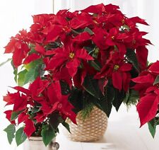 คริสต์มาส (Poinsettia) ใบแดง / 100 เม็ด