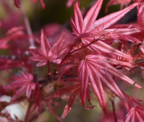 เมเปิ้ลญี่ปุ่น Beni Maiko / 20 เม็ด