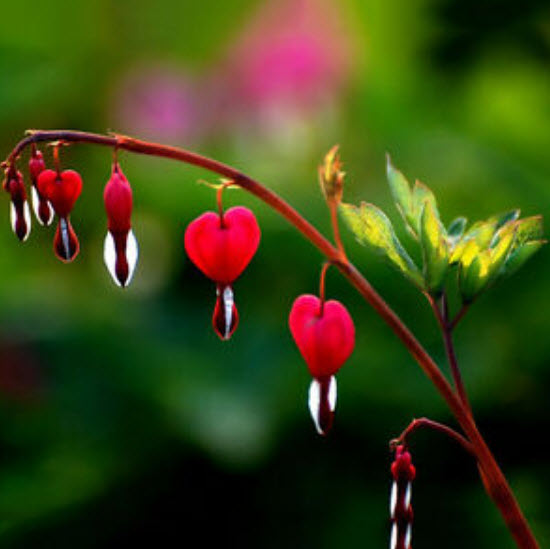 หทัยหยาดทิพย์ (Bleeding Heart) สีแดง / 10 เม็ด