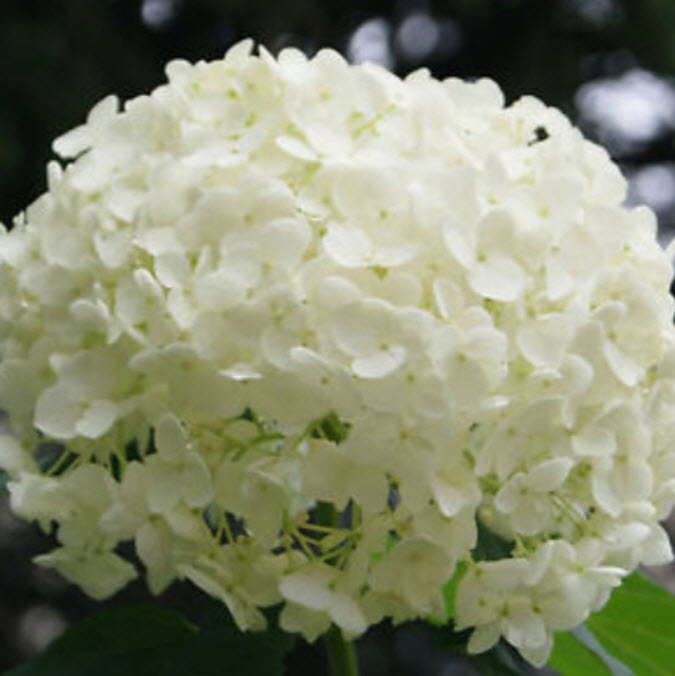 ไฮเดรนเยีย (Hydrangea) สีขาว / 25 เม็ด
