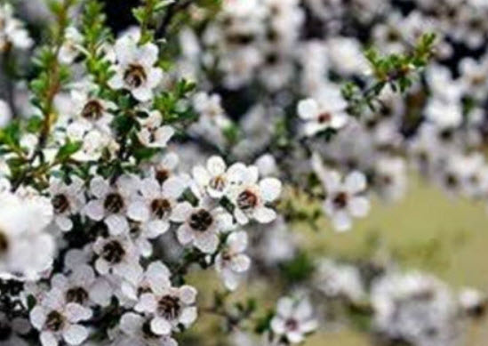 มานูก้า (Manuka) ขาว / 100 เม็ด (Australia)