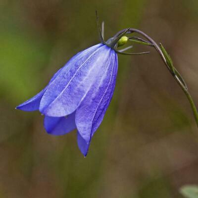 บลูเบลล์ (Bluebell) / 20 เม็ด (Malaysia)