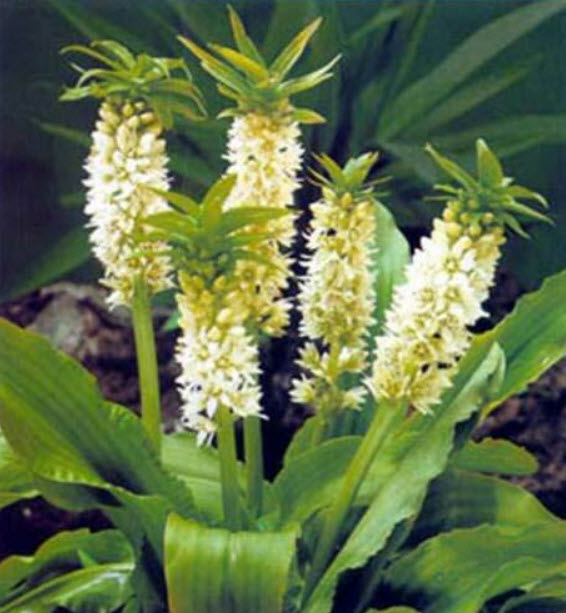 ลิลลี่สับปะรด (Pineapple Lily) / 5 เม็ด (UK)