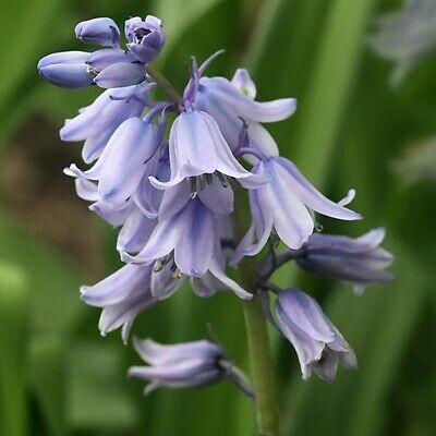 อิงลิช บลูเบลล์ (English Bluebell) / 1,000 เม็ด (นอก)