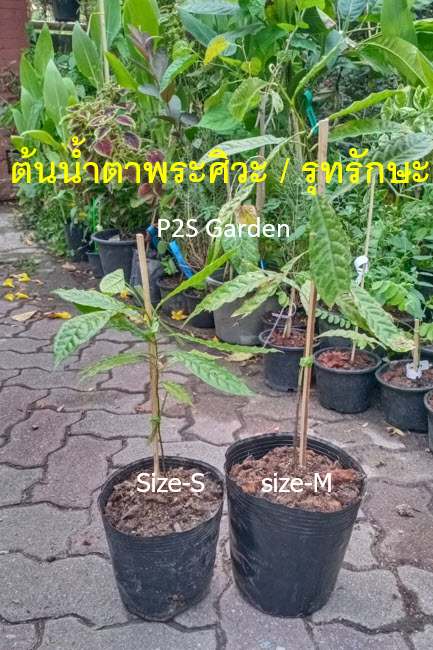 ต้นน้ำตาพระศิวะ รุทรักษะ (Rudraksha) สูง 40-50 ซ.ม. ไม้มงคล เสริมสิริมงคล หายาก