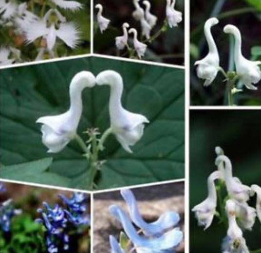 ดอกไม้ขาว คล้ายหงส์ (Swan flower) / 100 เม็ด