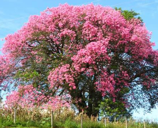 ต้นงิ้วชมพู เสียบยอด สูง 15-30 ซ.ม.