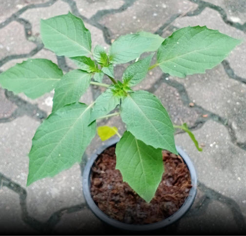 ต้นโทงเทงไทย หรือโทงเทงน้ำ สมุนไพรหายาก กระถาง 6 นิ้ว สูง 30-60 ซ.ม.