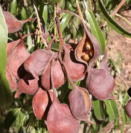 ต้นขวด bottle tree / Brachychiton Rupestris เพาะเมล็ด สูง 10-30 ซ.ม. กระถาง 6 นิ้ว