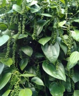 ต้นพริกไทยซีลอน (M) / ต้น