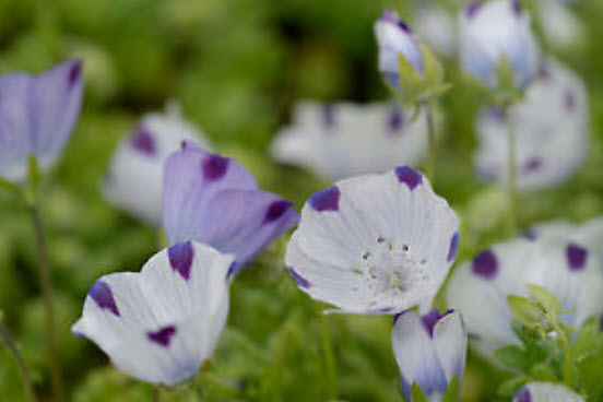 เนโมฟีลา - ไฟฟ์สป็อท (Nemophila - Fivespots) / 100 เม็ด (UK)