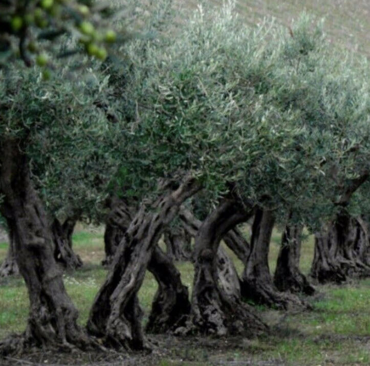 มะกอกโอลีฟ (Olive Oil / Olea europaea) / 2 เม็ด (UK)