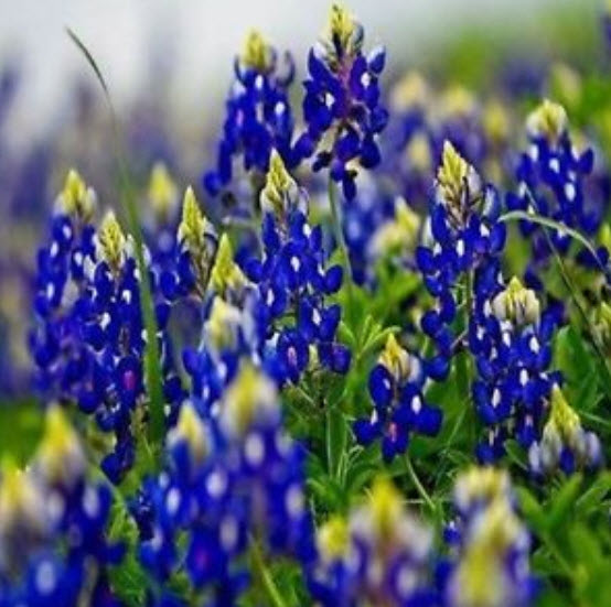 เท็กซัส บลูบอนเน็ต (Texas Bluebonnet) / 50 เม็ด (USA)
