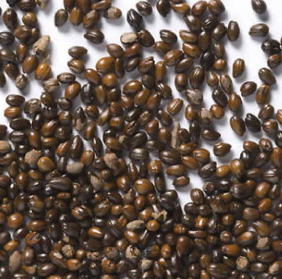 ซีบัคธอร์น (Sea Buckthorn) / 100 เม็ด