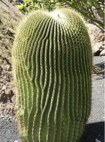 แคคตัสถังทองยักษ์ ถังทองม้าลาย (Echinocactus platyacanthus) / 10 เม็ด (Spain)