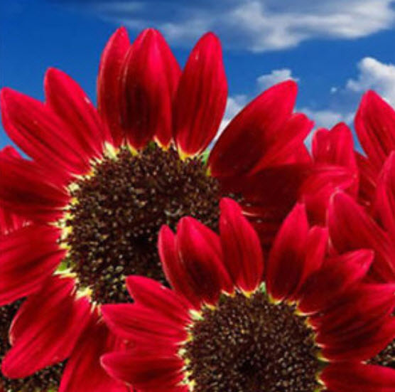 ทานตะวัน ดอกสีแดง (Sunflower red) / 30 เม็ด