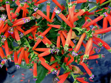 คูเฟียแดง (Red Cuphea) / 10 เม็ด (USA)