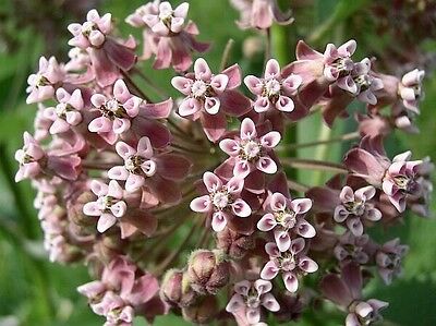 มิลค์หวีด ชมพู (Pink Common Milkweed) / 50 เม็ด (USA)