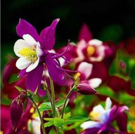 โคลัมบายน์ (Columbine) คละ / ซอง 50 เม็ด (A113)