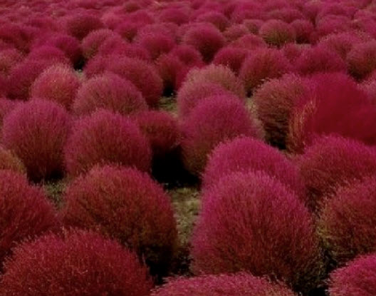 หญ้ากอเชีย (Kochia scoparia - Burning Bush) / 200 เม็ด (Spain)