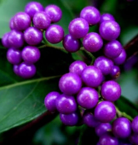 อเมริกัน บิวตี้เบอรี่ (American Beautyberry) สีม่วง / 10 เม็ด (USA)