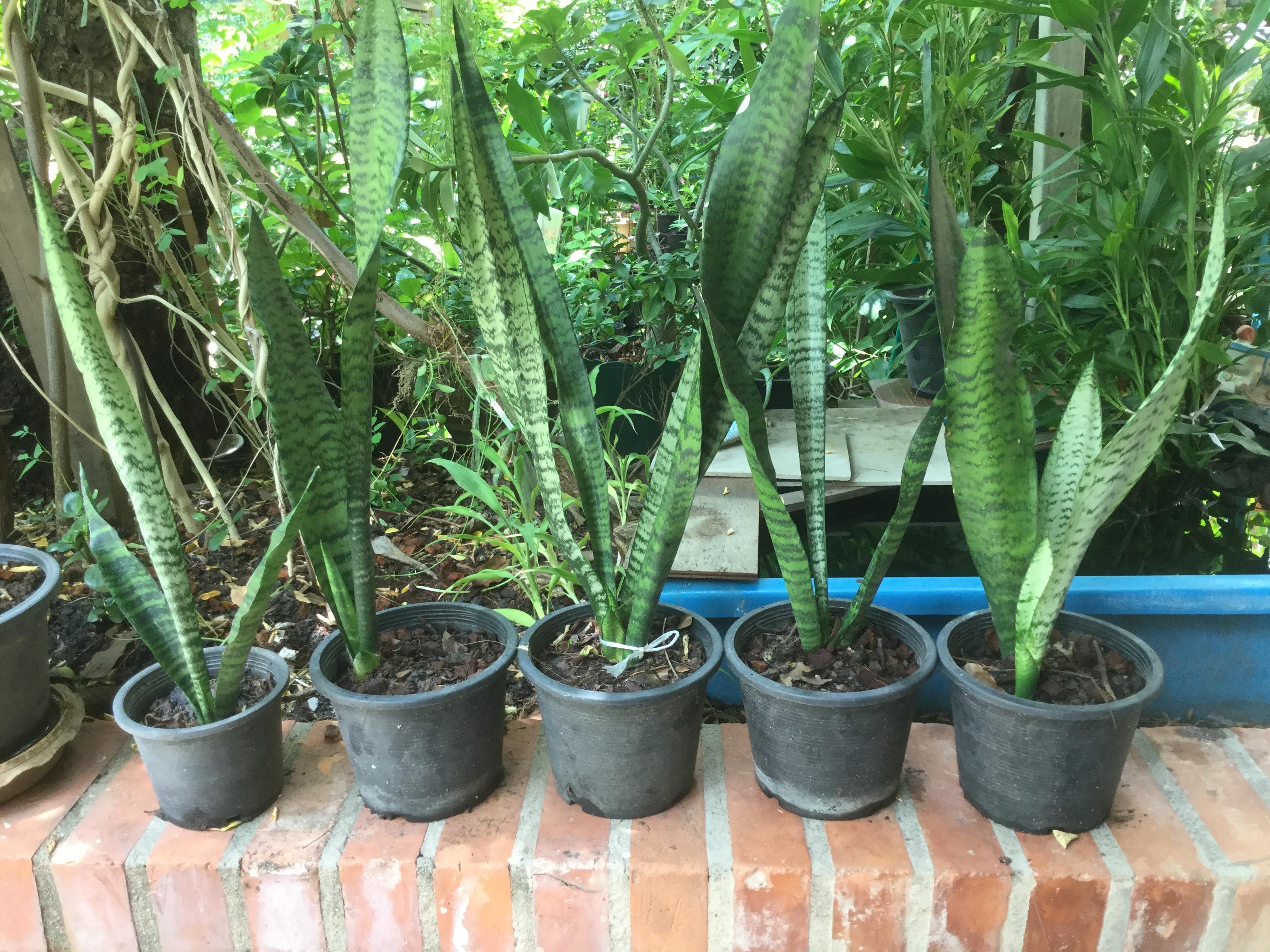 ต้นลิ้นมังกร (XL) สูง 70 ซ.ม. ขึ้นไป / ต้น