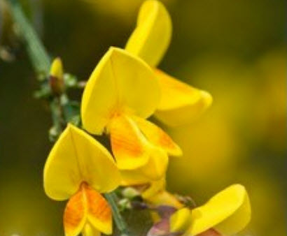 วิสเทอเรีย (Wisteria) คละสี / 12 เม็ด