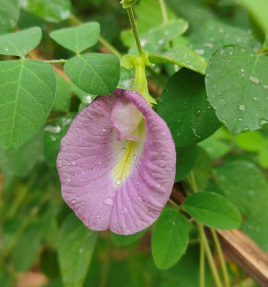 อัญชัน สีชมพู Clitoria ternatea Single Pink / 10 เม็ด (Sri Lanka)