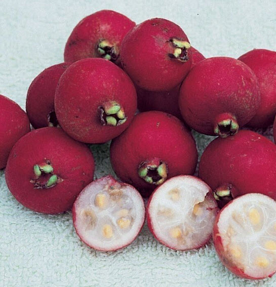 ต้น ฝรั่งสตรอเบอรี่ สีแดง เพาะเมล็ด สูง 30-40 ซ.ม.